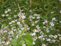 Symphyotrichum × versicolor