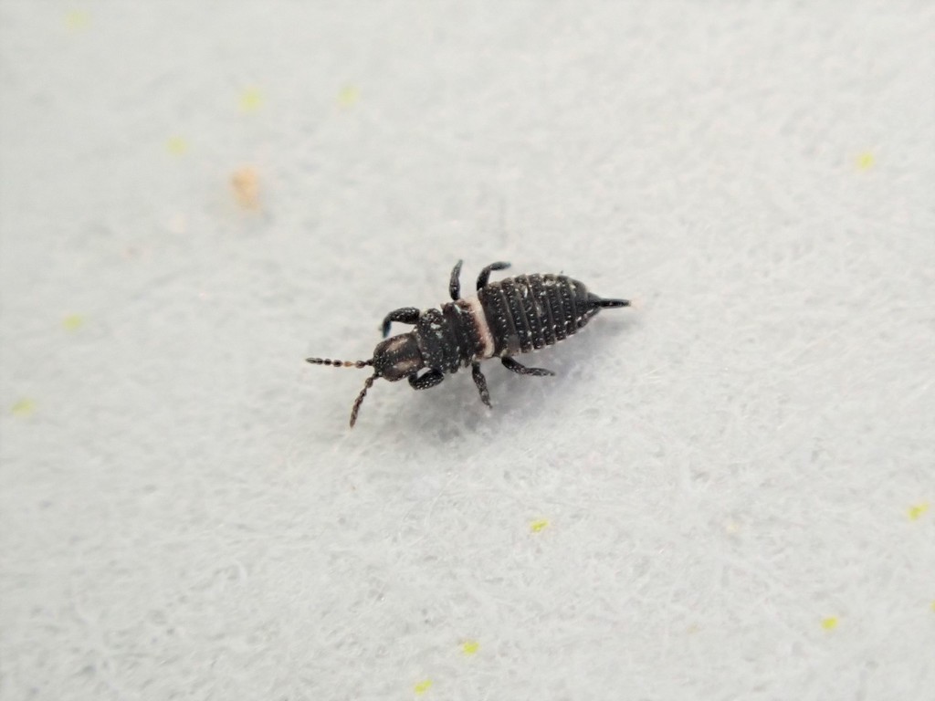 Strepterothrips