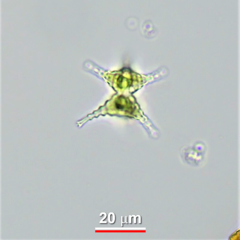 Staurastrum anatinum