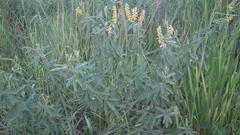 Eriosema psoraleoides