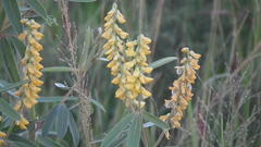 Eriosema psoraleoides