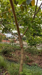 Citharexylum myrianthum