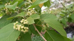 Citharexylum myrianthum