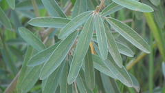 Eriosema psoraleoides