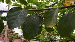 Citharexylum myrianthum