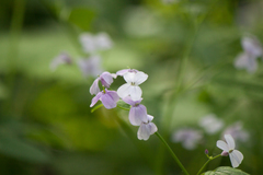 Lunaria