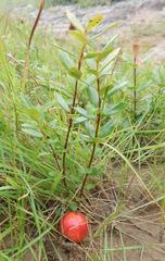 Eugenia albanensis