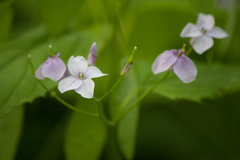 Lunaria