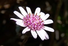 Senecio varicosus