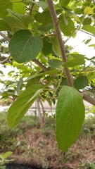 Citharexylum myrianthum
