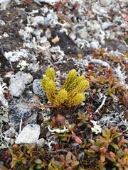 Huperzia appressa