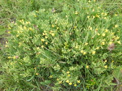 Rafnia elliptica
