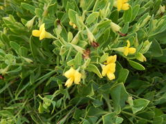 Rafnia elliptica
