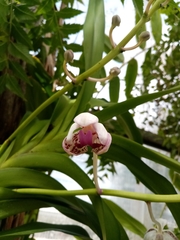 Vanda tricolor