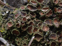 Psoroma hypnorum