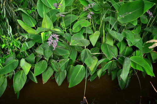 Arrowroots (Family Marantaceae) · iNaturalist