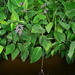 竹芋科 - Photo 由 Igmar Grewar 所上傳的 (c) Igmar Grewar，保留部份權利CC BY-NC