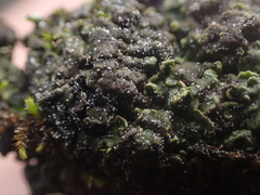 Catapyrenium daedaleum