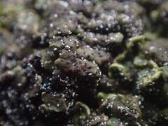 Catapyrenium daedaleum