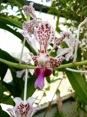 Vanda tricolor