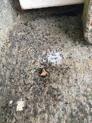 Technomyrmex jocosus