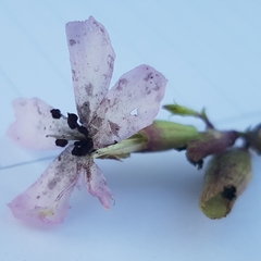 Microbotryum saponariae