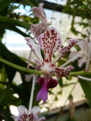 Vanda tricolor