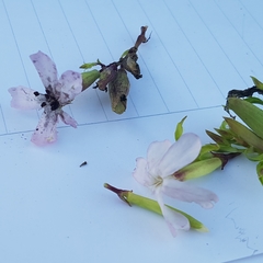 Microbotryum saponariae