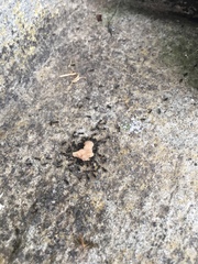 Technomyrmex jocosus