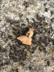 Technomyrmex jocosus