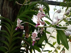 Vanda tricolor