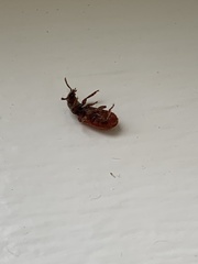 Zenodosus sanguineus