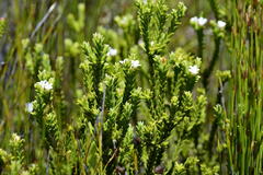 Euchaetis burchellii
