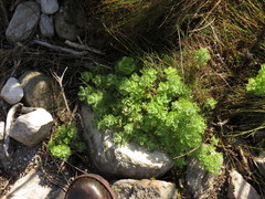 Ursinia abrotanifolia