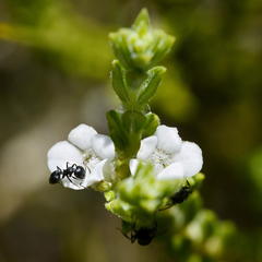 Euchaetis burchellii