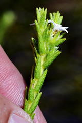 Euchaetis burchellii