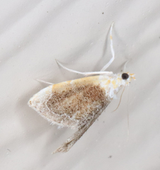 Glaphyria fulminalis