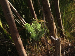 Ursinia abrotanifolia