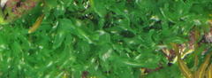 Ulva fasciata