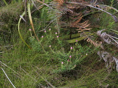 Zyrphelis microcephala