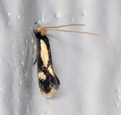 Isocorypha mediostriatella