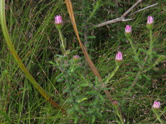 Zyrphelis microcephala