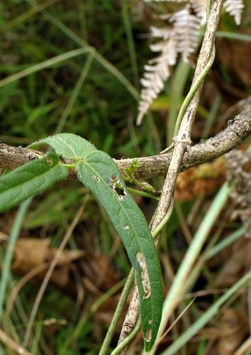 Vigna vexillata var. vexillata image