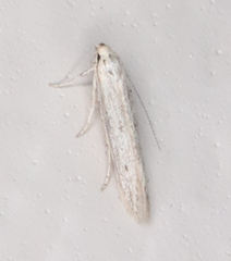 Haplochrois bipunctella