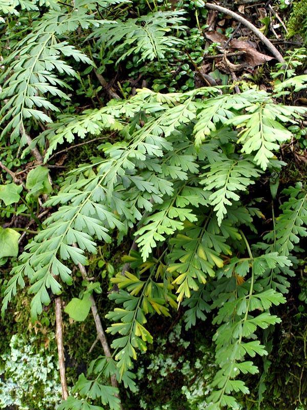 Asplenium aethiopicum