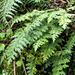 Ethiopian Spleenwort - Photo (c) Kate Braun, some rights reserved (CC BY-NC), uploaded by Kate Braun