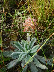 Echiostachys ecklonianus