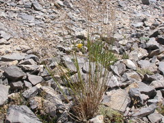 Poa interior