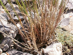 Poa interior