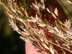 Poa interior